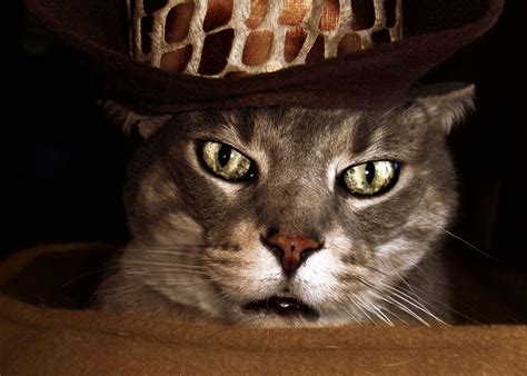 Making the world a little more yeehaw, one cowboy cat at a time. Cats in Hats This is Mikey modeling a rather stylish ...