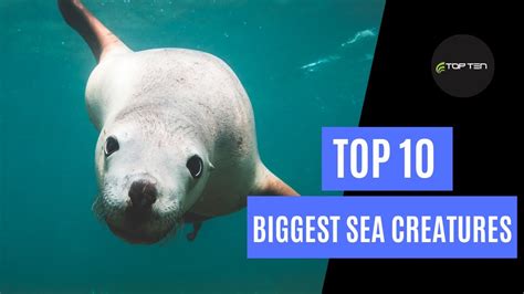Top 10 Biggest Sea Creatures Ever Caught Ocean Monsters Youtube