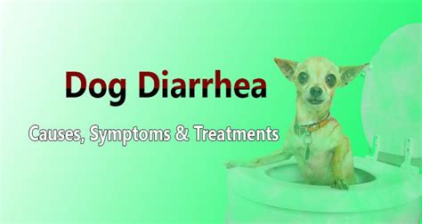 Dog Diarrhea Causes Symptoms And Treatments Diarrhea Causes