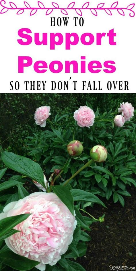 Peony Supports And Growing Tips Growing Peonies Planting Flowers