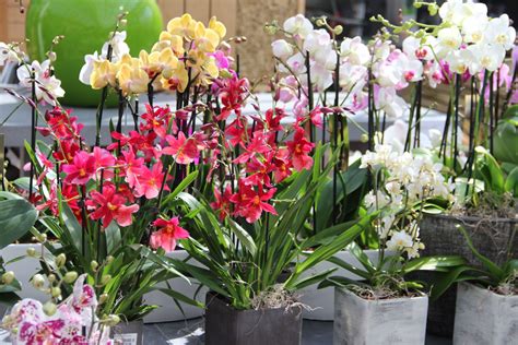 Pin Van Tuincentrum Pelckmans Op Orchideeën Kamerplanten Orchideeën