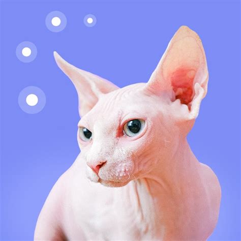 Sphynx Cat Skin Diseases