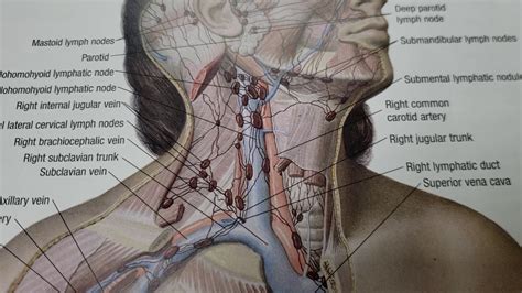 The Anatomy Of Throat And Neck Lymph Nodes