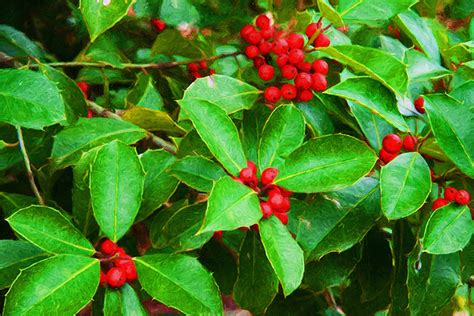 Deck The Halls With Red Winter Berries This Winter