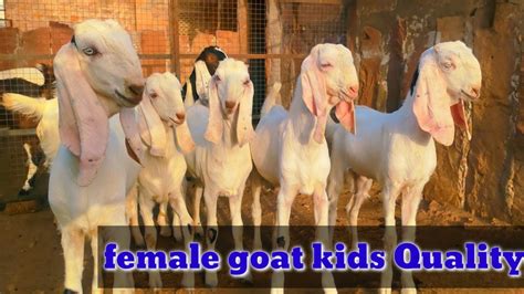 Hyderabadi Sojat Female Goat Top Quality Female Goat In Khan Goat Farm Youtube