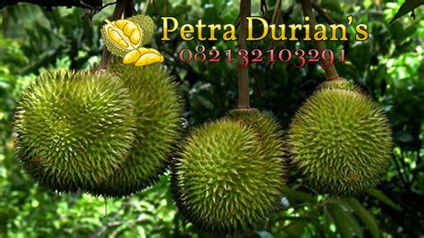 Rahasia yang mempengaruhi durian supaya cepat berbuah diantaranya adalah : Memilih Bibit Durian Agar Cepat Berbuah ~ Jual Bibit ...