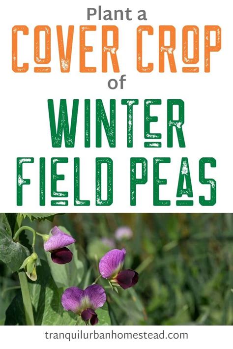 How To Plant Winter Field Peas As A Cover Crop Healthy Fresh