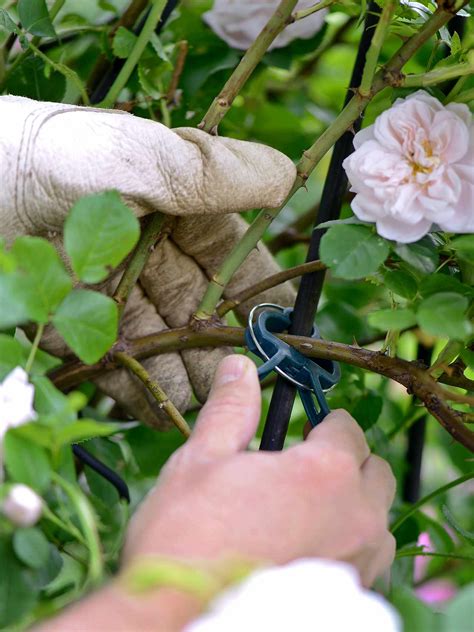 Basic Rose Care Information Youll Thank Us For Better Homes And Gardens