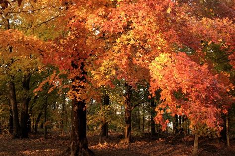 Arkansas Fall Foliage Road Trip 5 Best Places To Witness Foliage