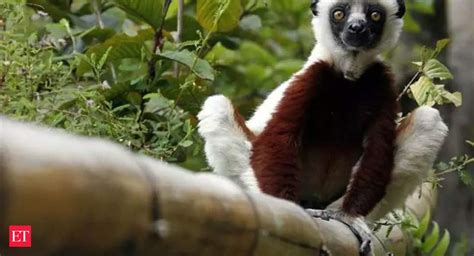 Lemur Extinction Watch This Lemur Is Marked For Death The Economic