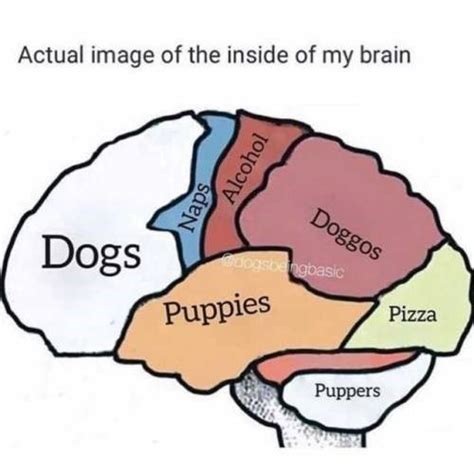 Brain Scans Reveal What Dogs Really Think Of Us Page 9