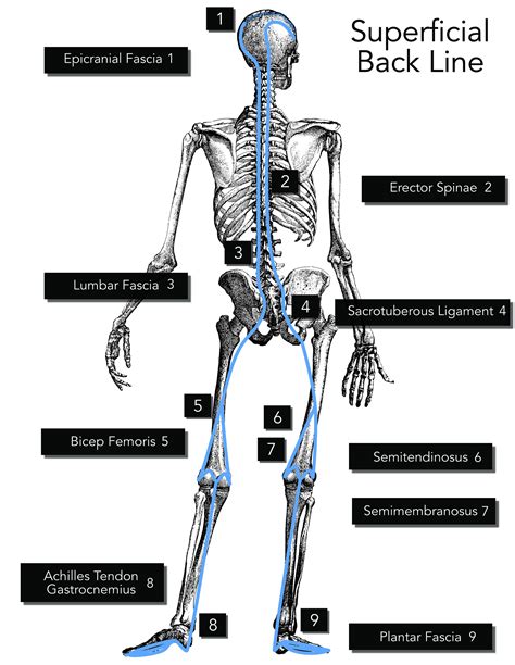 Un Complicating The Complicated Part 2 Fascial Lines — Data Driven Chiropractic