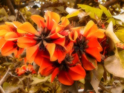 Large Orange Coral Tree Flowers Stock Image Image Of Coastal Flower