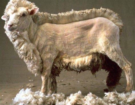 The Half Naked Sheep R Oddlysatisfying