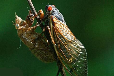 Whats All The Excitement About Cicadas Gardening In Michigan