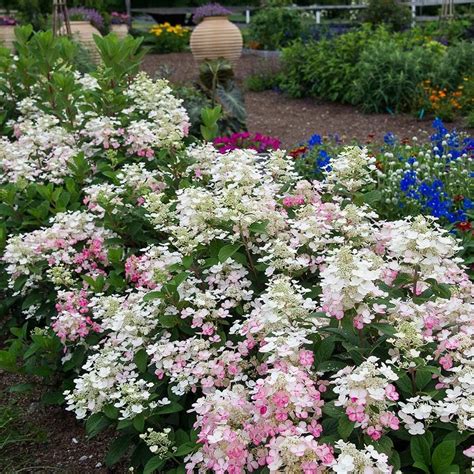 Hydrangeas For Small Spaces White Flower Farm