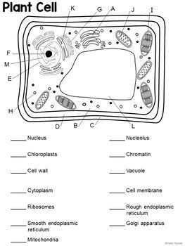 The (/ ð ə, ð iː / ()) is a grammatical article in english, denoting persons or things already mentioned, under discussion, implied or otherwise presumed familiar to listeners, readers or speakers. Parts of a Plant Cell - Labeling & Matching | Distance ...