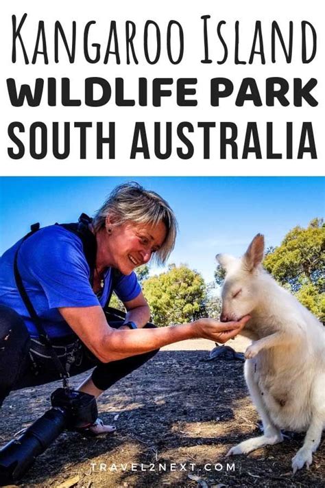 Amazing Animal Encounters At Kangaroo Island Wildlife Park Kangaroo