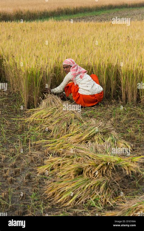 Indian Women Cutting Rice Plants With A Sickle At Harvest Time Andhra Pradesh India Stock
