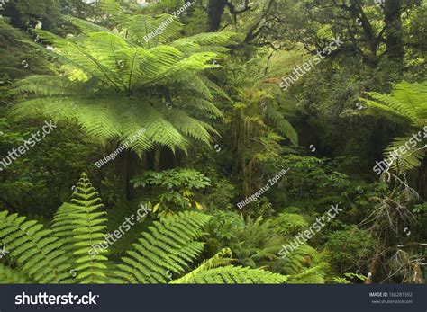 Catlins Southland Rainforest River Flowing Through Stock Photo Edit