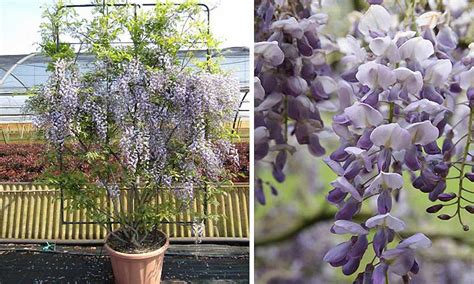 The rules are so simply and clear. Wisteria Sinensis (Chinese Wisteria) - Espalier - Garden ...