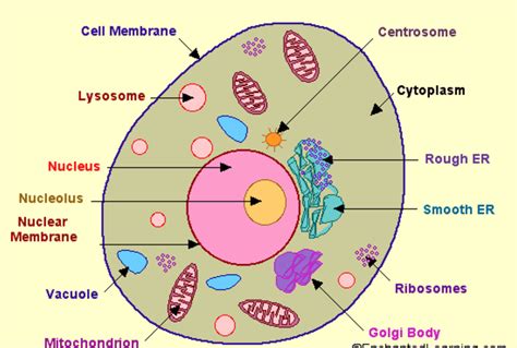 Plant Cell Diagram For Class Easy Simple Cell Diagram Images And