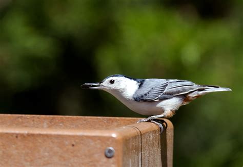 Bill Hubick Photography White Breasted Nuthatch Sitta Carolinensis