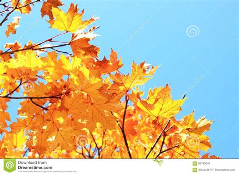 Maple Leaves In Autumn Stock Photo Image Of Nature Blue 99745640