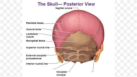 External Occipital Protuberance Palpation External Occipital