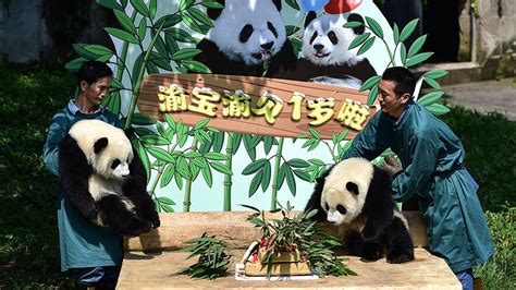 Adorable Twin Pandas Celebrate First Birthday At Chongqing Zoo Photos