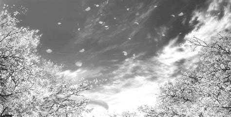 Black And White Anime Sky Bandw Scenery Blossom Anime