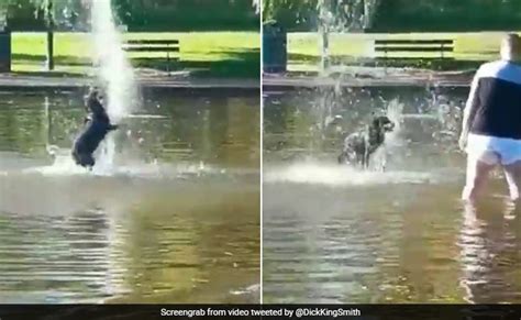 Viral Dog Filmed Having The Best Time In Water His Owner Not So Much
