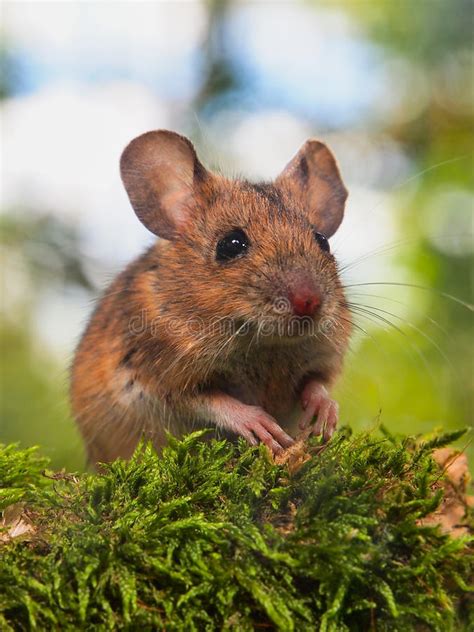 Field Mouse Apodemus Sylvaticus In A Forest Stock Photo Image Of