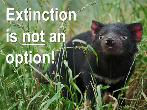 Australian Crowdfunding Campaign To Save The Tassie Devil Takes Off