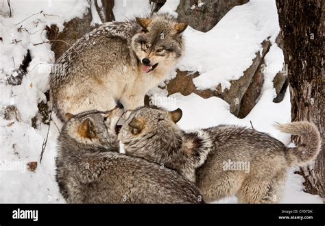 Three Grey Timber Wolves Fighting Stock Photo Alamy