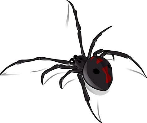 Black Widow Spider Bite Aai Pest Control Company