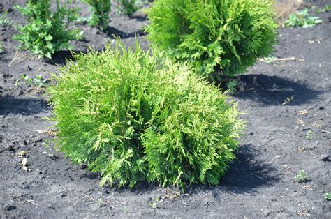 What kind of tree is woodward globe arborvitae? Tuia occidentală Vudvardi. Thuja occidentalis Woodwardii ...