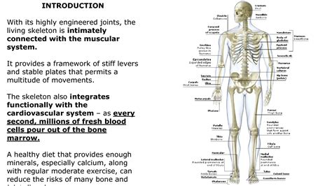 Solution The Skeletal System Studypool