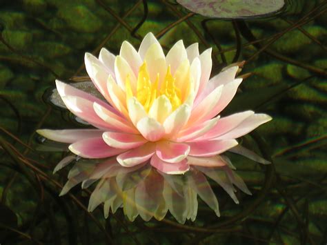 Beautiful Lotus Flower Flowers Beautiful Pink