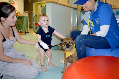 Therapy Dog Magnus Delivers Smiles To Childrens Ward Doncaster And