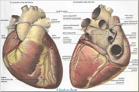 Anatomia Do Coração Pdf
