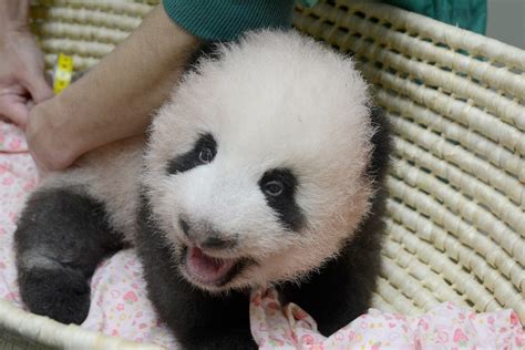 Giant Panda Cub At Ueno Zoo Growing Healthily The Mainichi