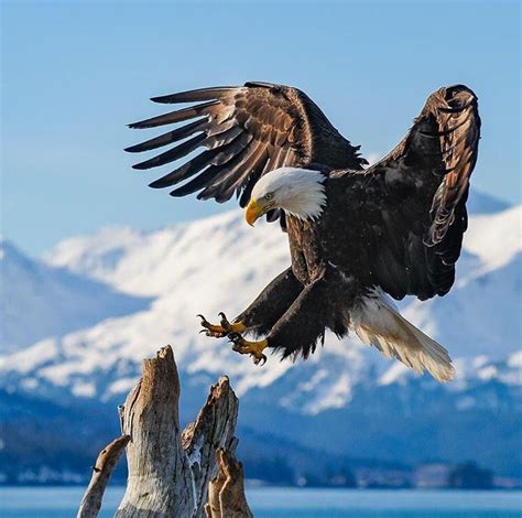 The All American Bald Eagle Landing By Josh Miller R