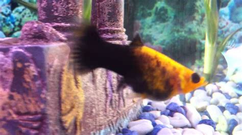 Pregnant Gold Dust Molly Fish Youtube