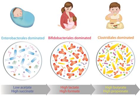 Inner Workings Of Infant Gut Nature Portfolio Microbiology Community