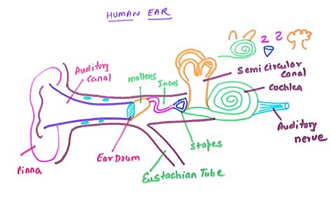 Prof Sunil Kumars Addabiology Easy Way To Draw Human Ear