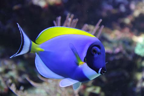 Generally Caring For Saltwater Fish Is More Challenging