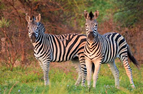 Our 7 Favorite Safari Animals In Malawi 1 2 Travel Africa