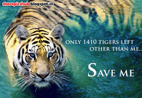 Save Tigers Slogans In English Poster Wallpapers Save Tigers Quotes