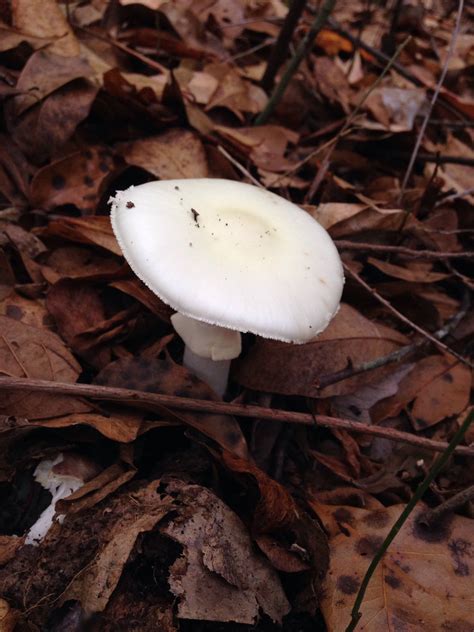 Mushroom Id South Georgia Please Help Mushroom Hunting And